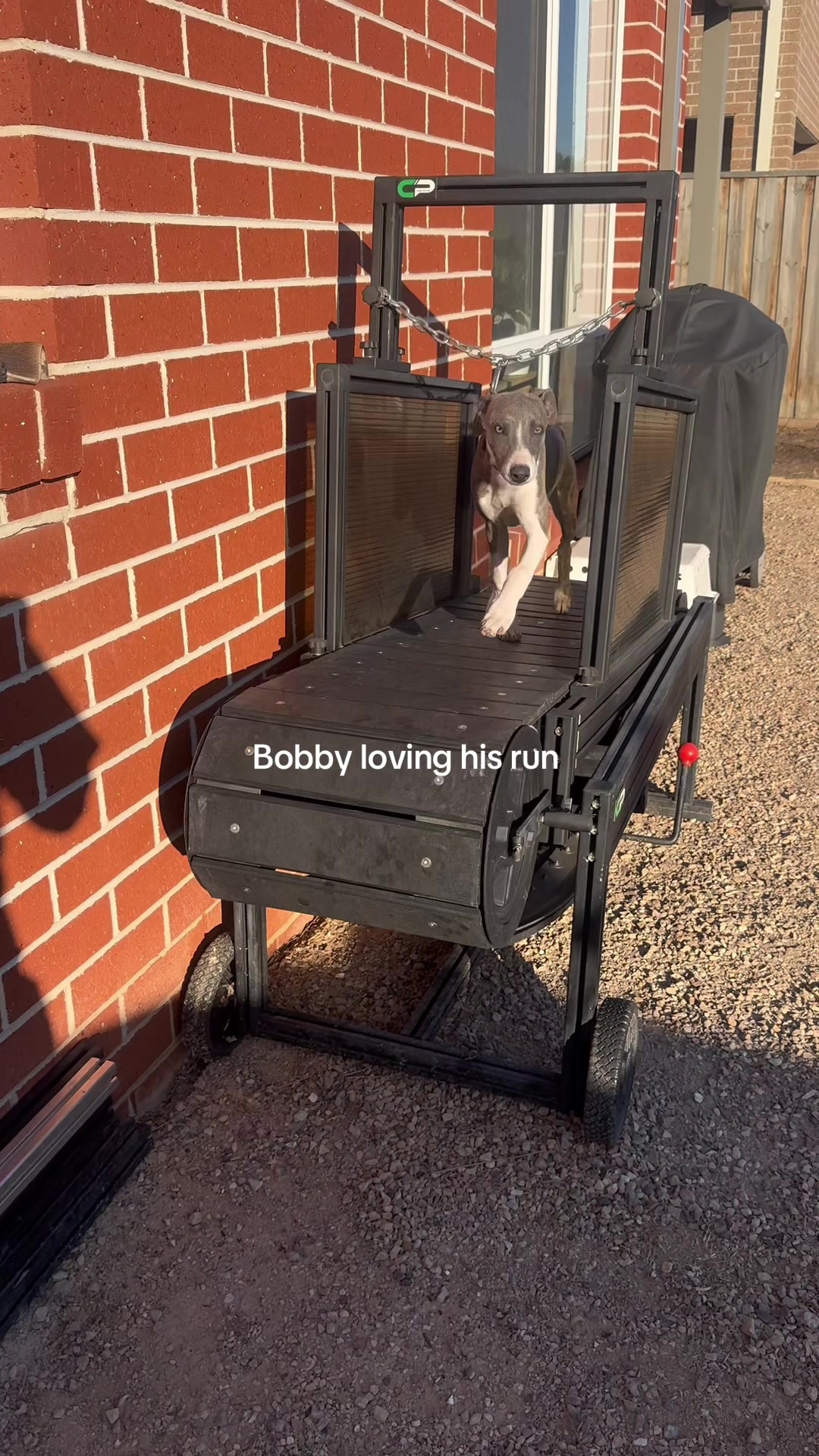 @chaseprodogtreadmills