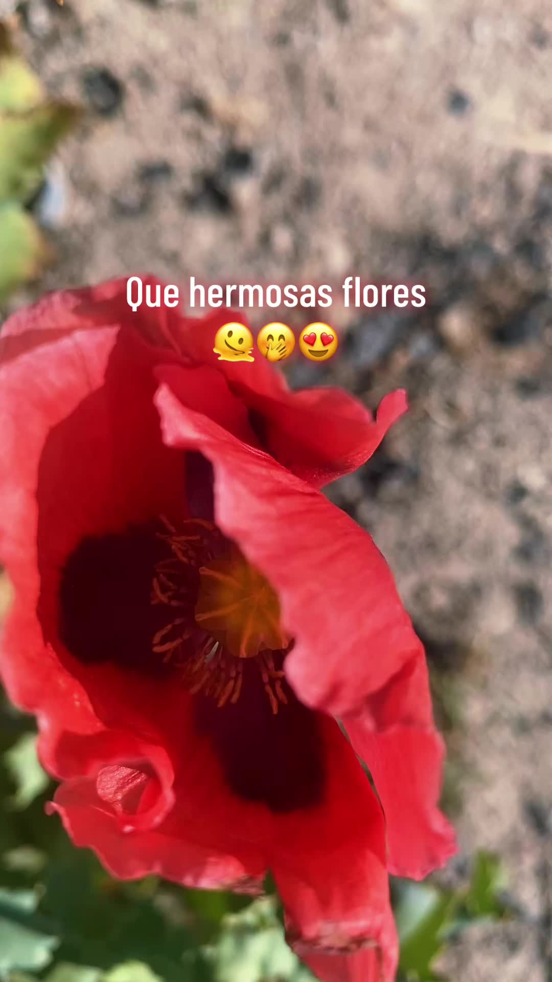 @mylady_004