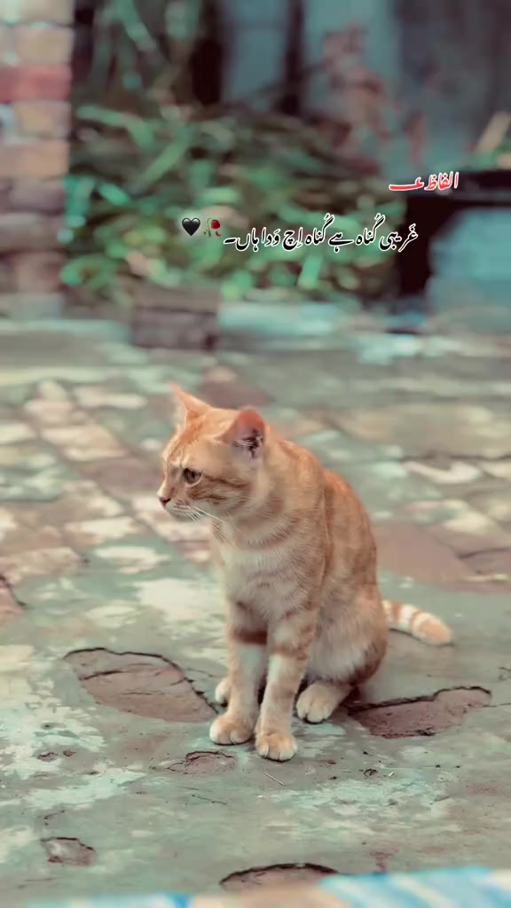@Tayyab Khan