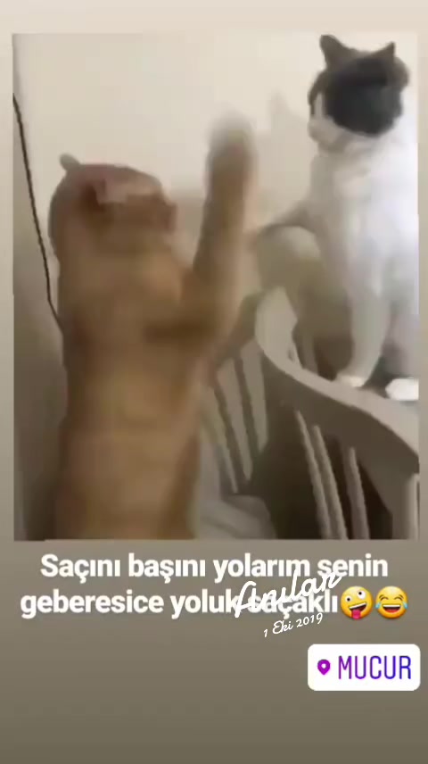 @M.E.R.C.A.N