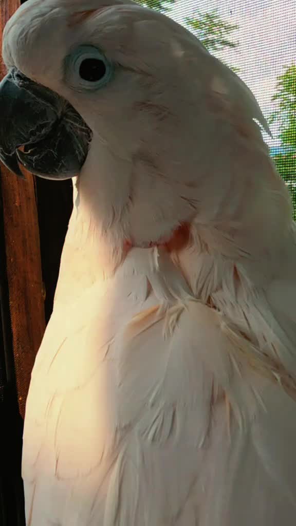 @Mr Max & Dan