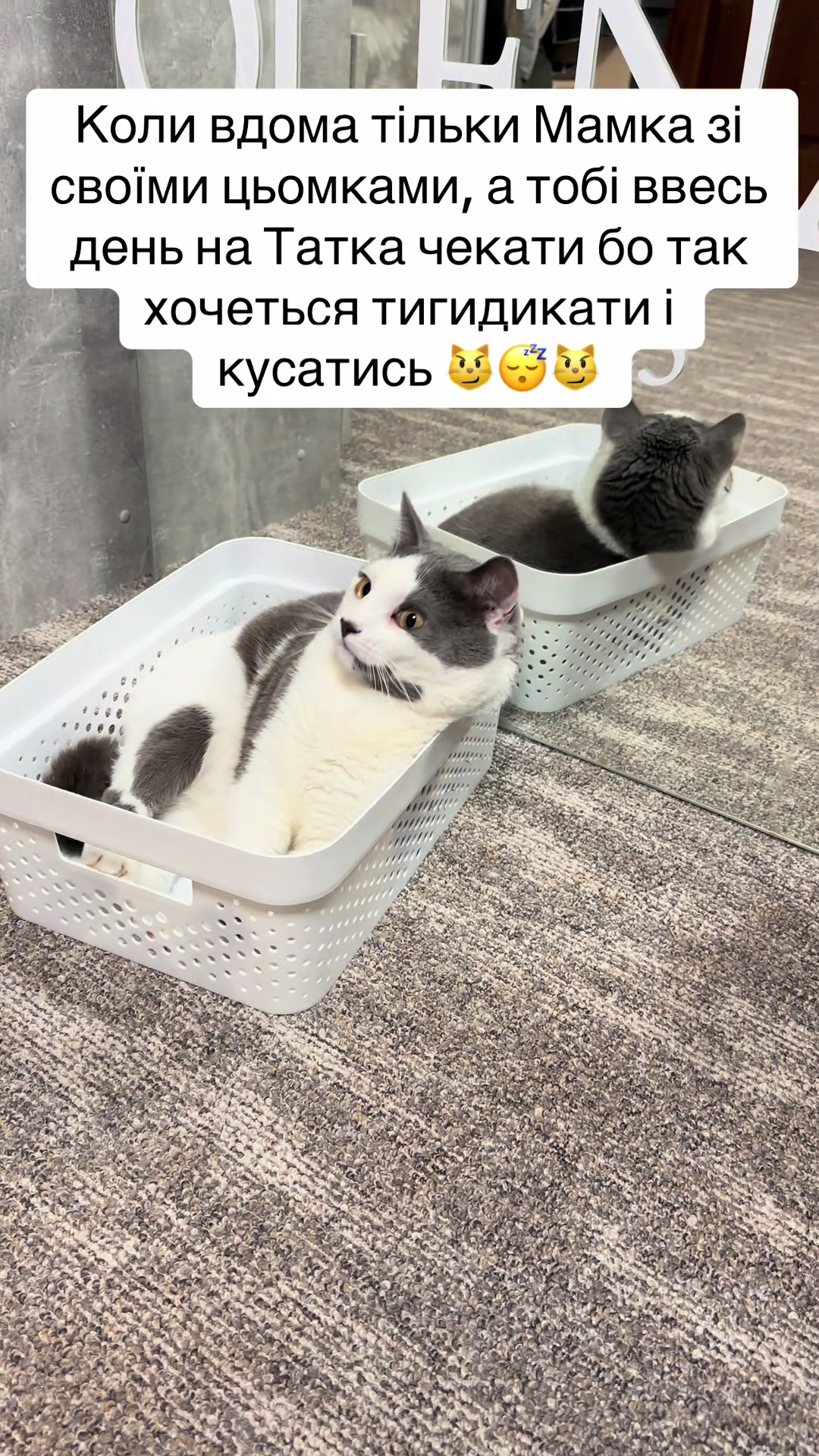 @Brytto 🐈⬛