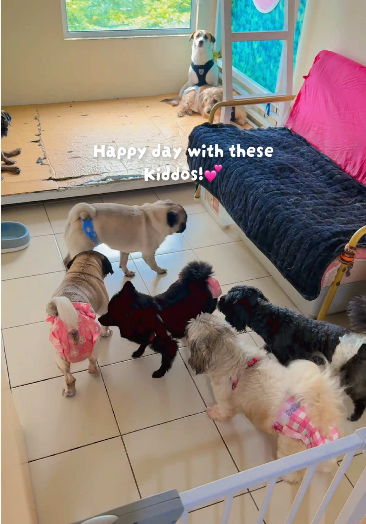 @The Fibibi Paws- Pet Sitting
