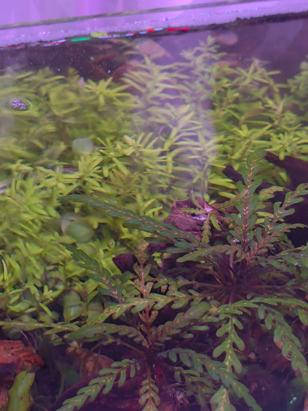 @Ace Aquascape