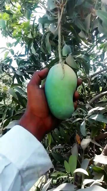 @👑علی برینڈ (88) گروپ والا 💪