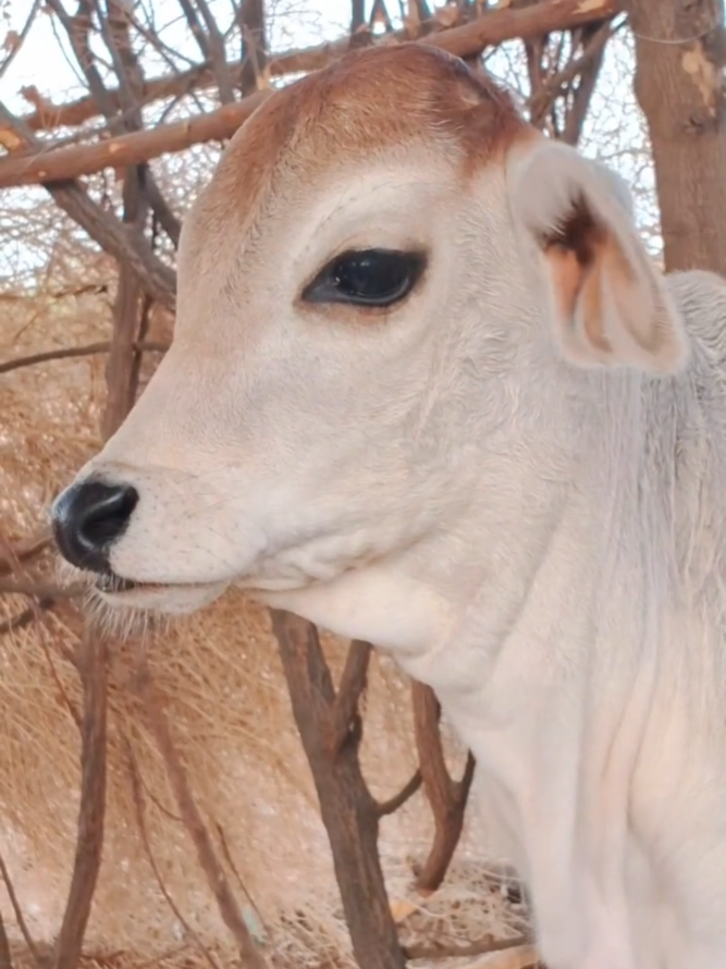 @cows_b_like