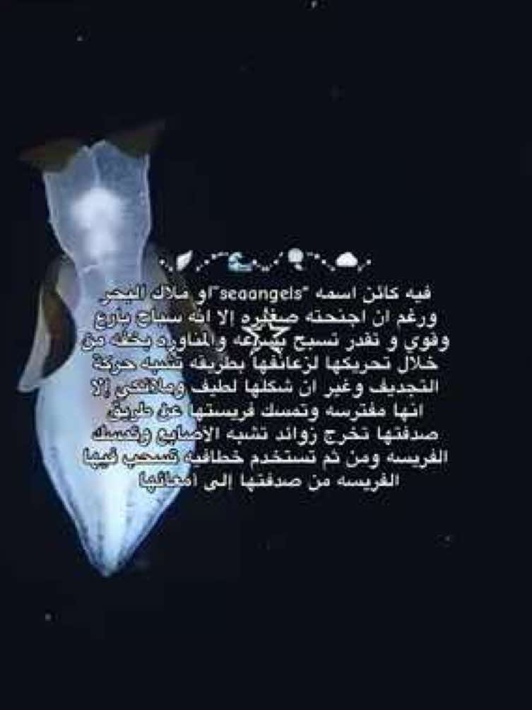 @Sh|شَ 🌊🪷࿐ ౨ৎ ⋆ 。˚