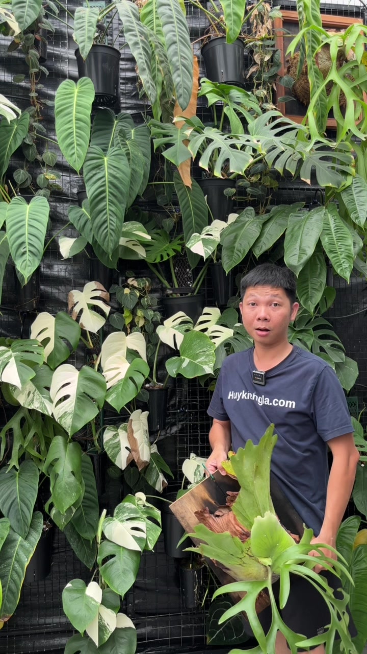 @Huy Kiểng L&aacute;