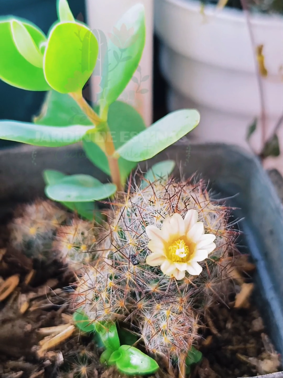 @CACTUS JARDIN DE ESPINAS