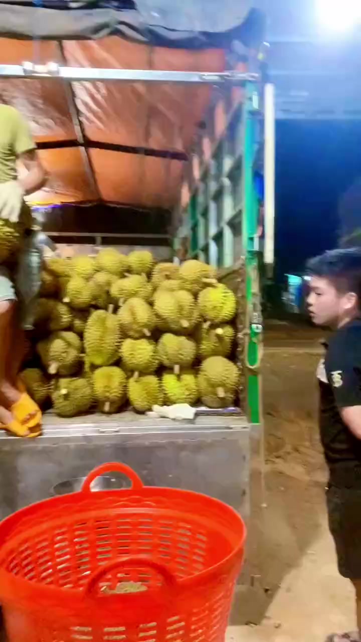 @mansaurienglan168