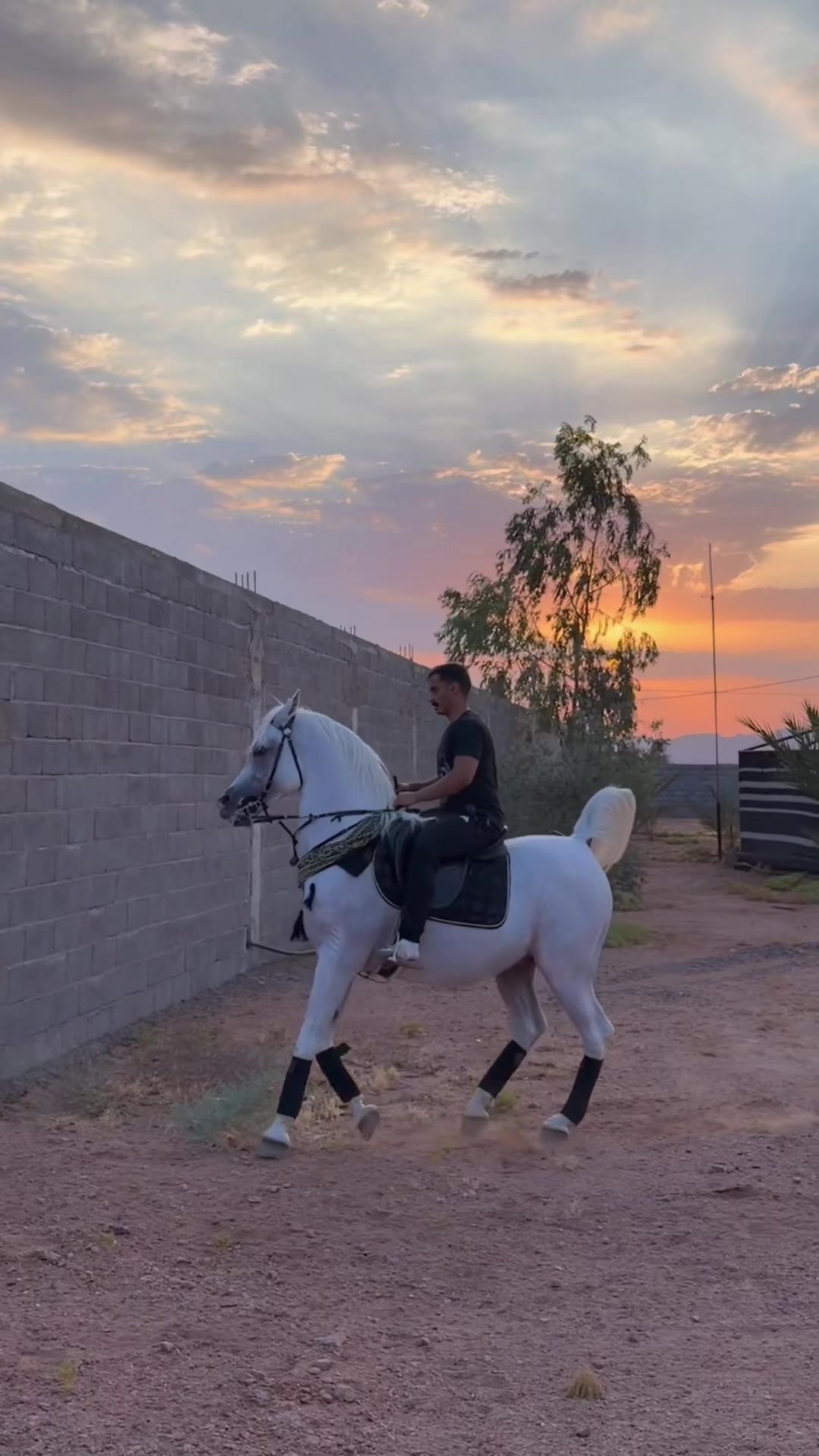 @ثـامر الشـلاش 🐎🤎.