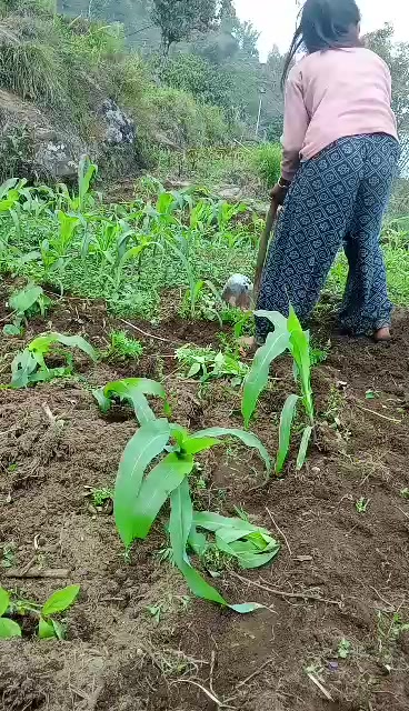 @Sirjana Rai2343