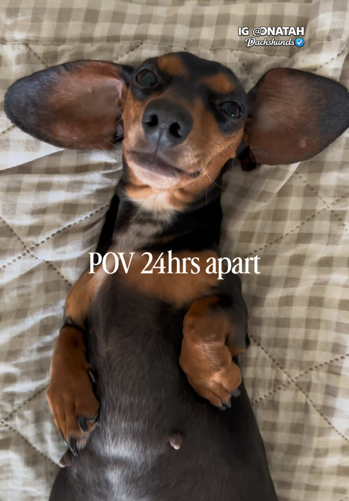 @ONATAH Dachshunds