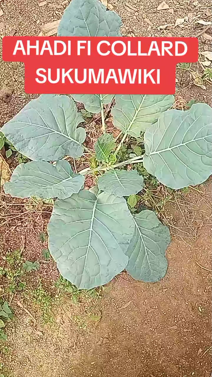 @wambuku thefarm empress