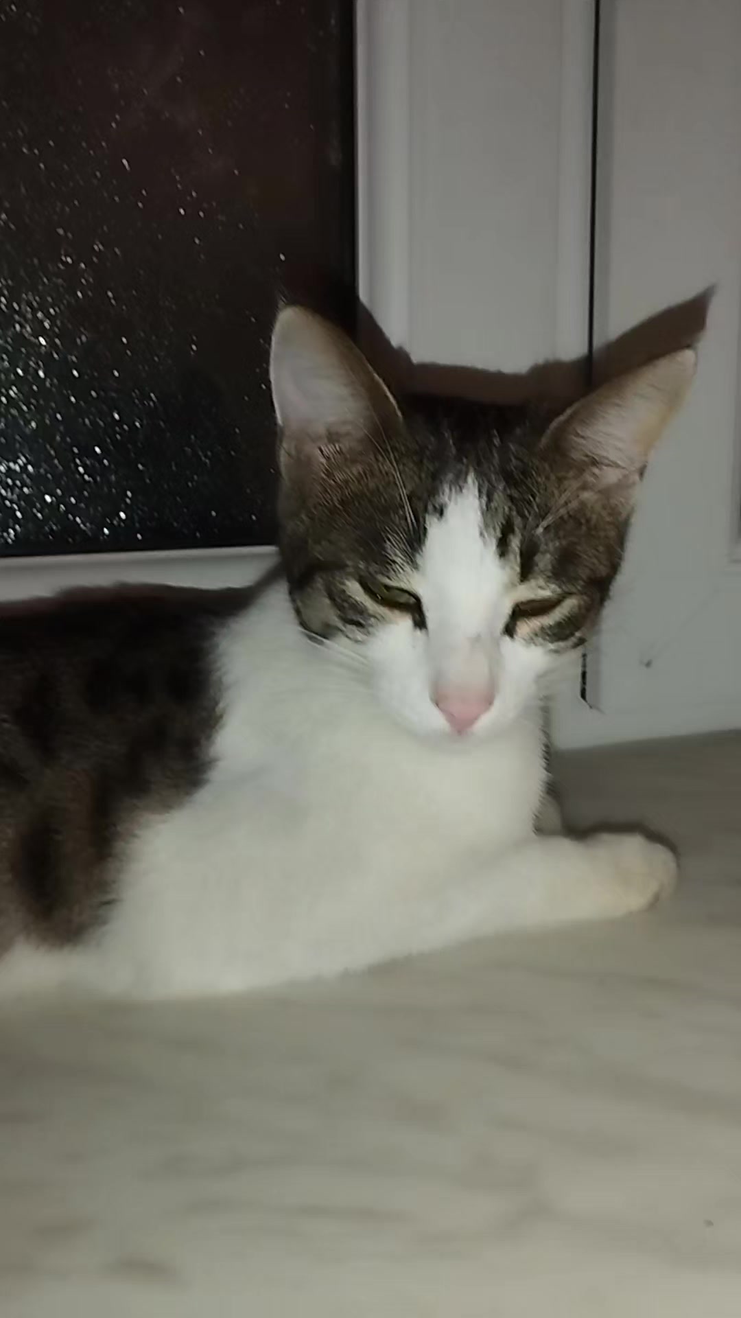 @🐾