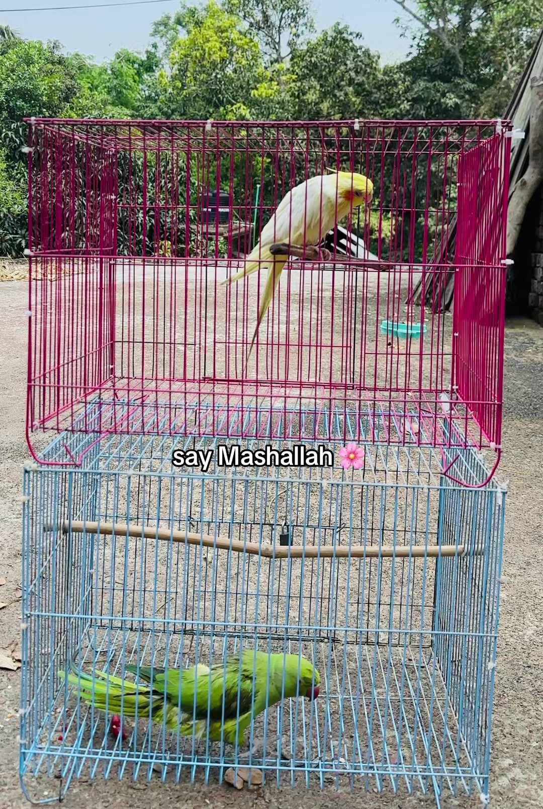 @𝑩𝒊𝒓𝒅𝒔 𝑯𝒐𝒃𝒃𝒚