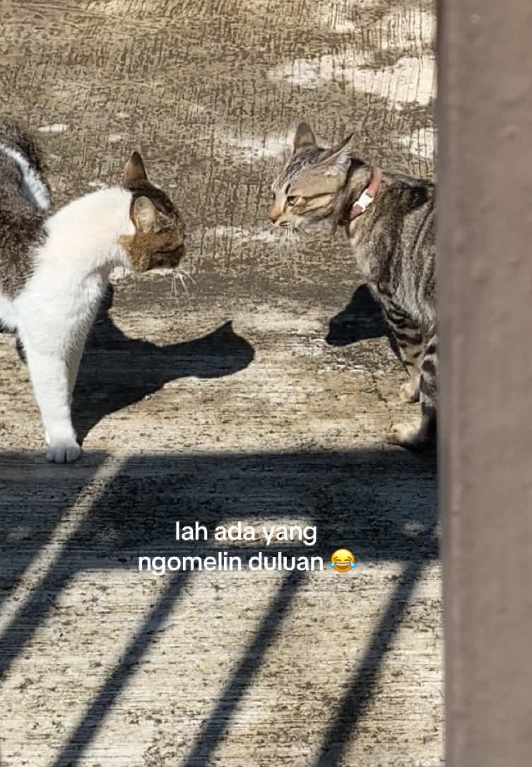@aulia 🦉