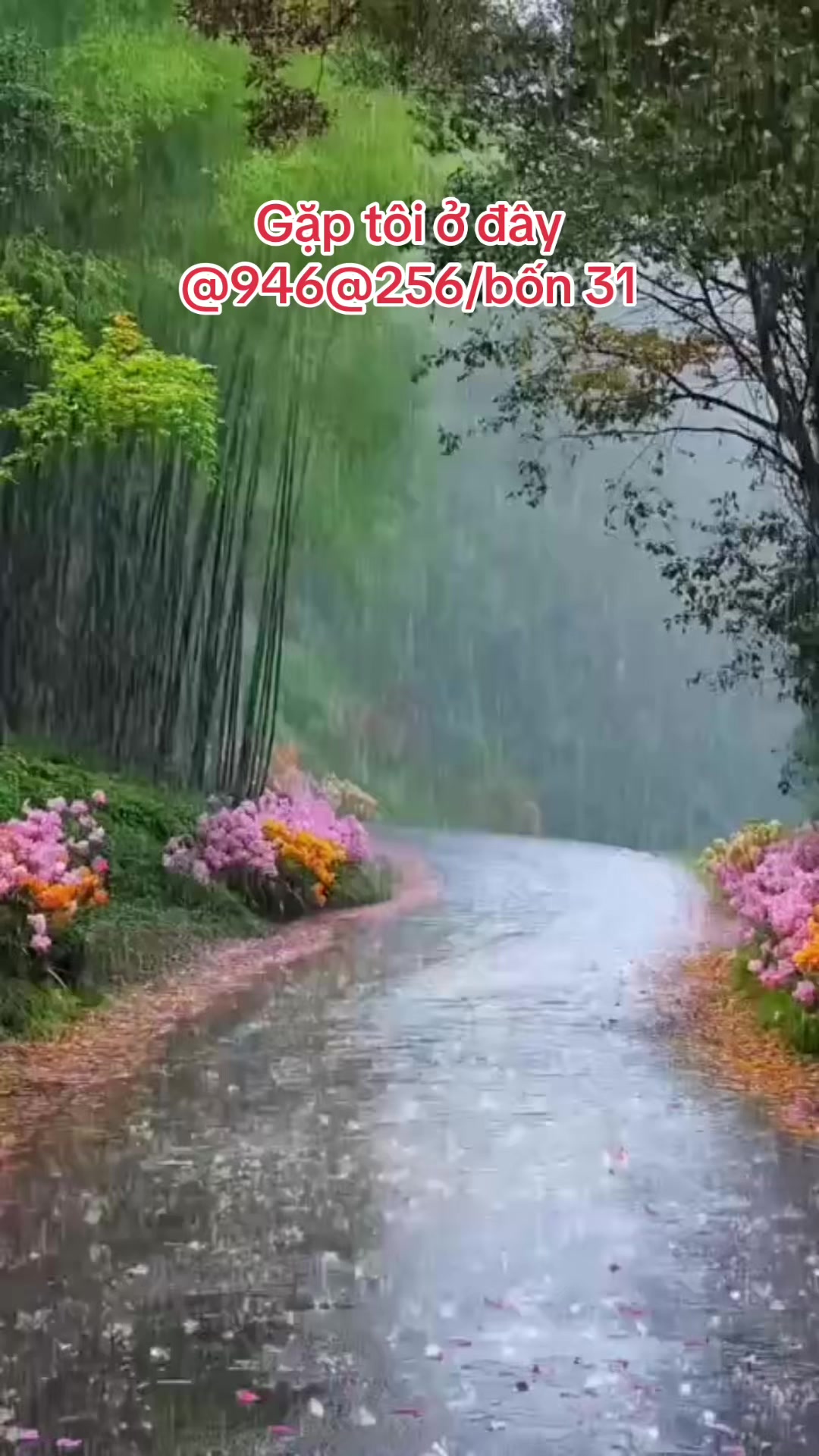 @Hoa Hướng Dương 6768