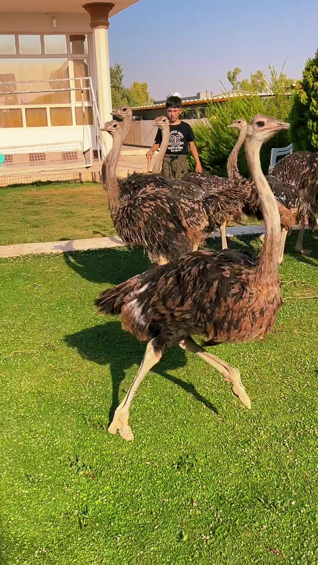 @ابوليره