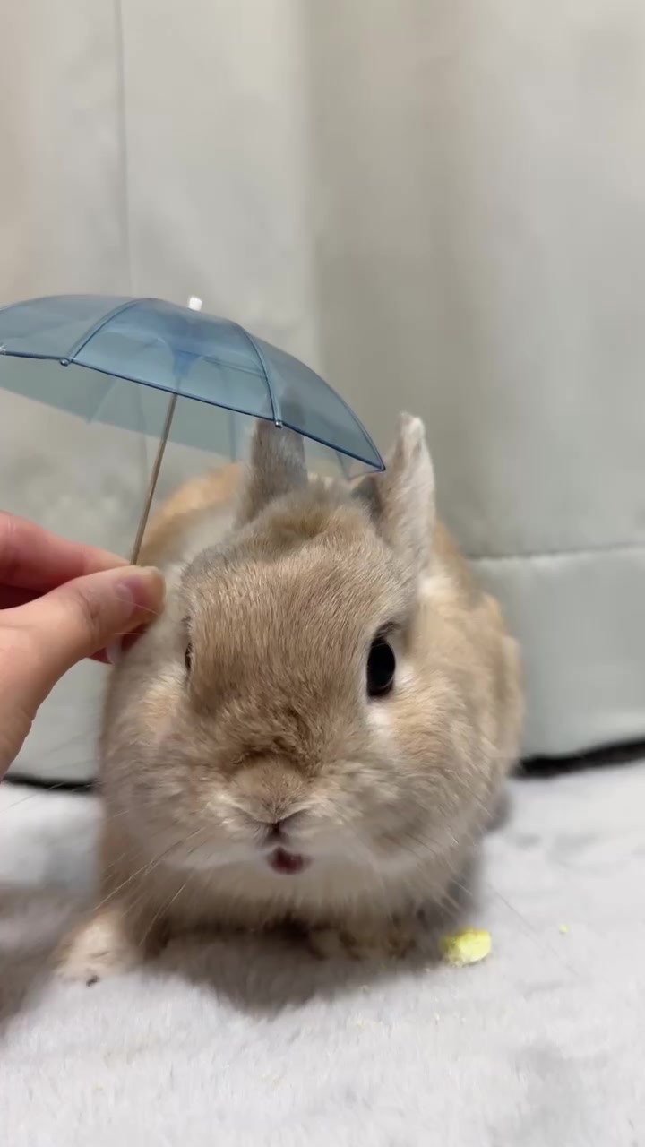 @うさぎのぷっしゅ