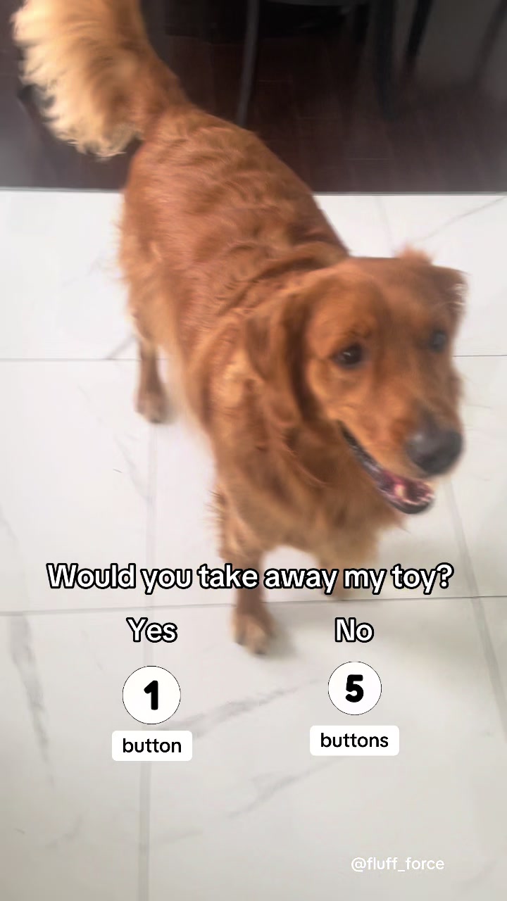 @Cooper the Golden Retriever 🦮