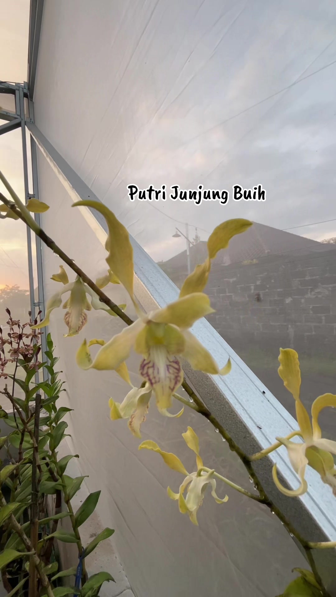 @Anggina Orchid