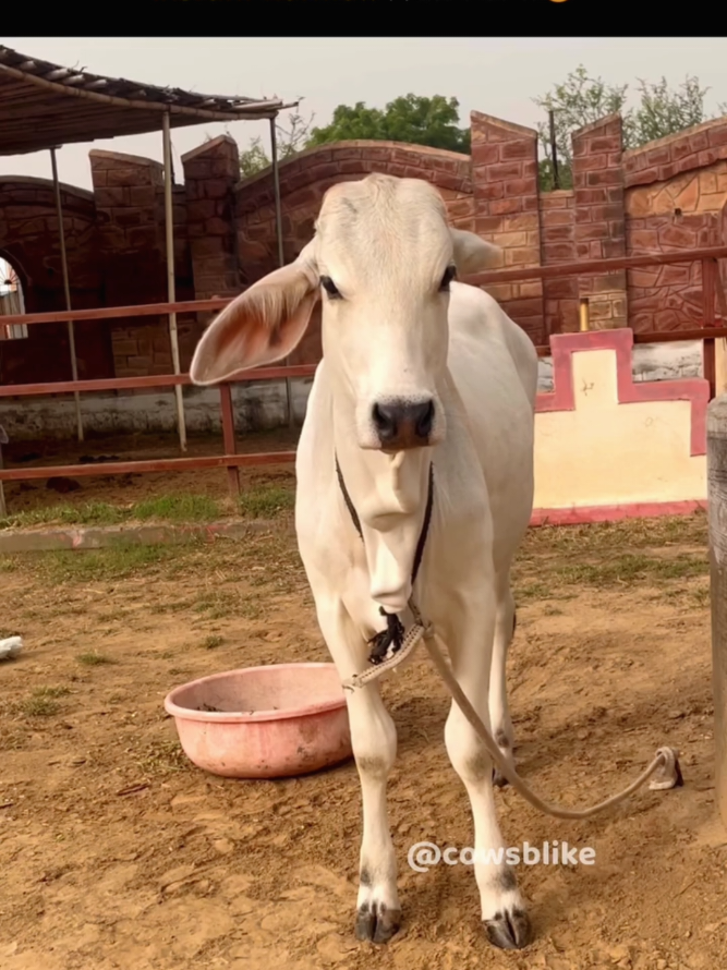 @cows_b_like