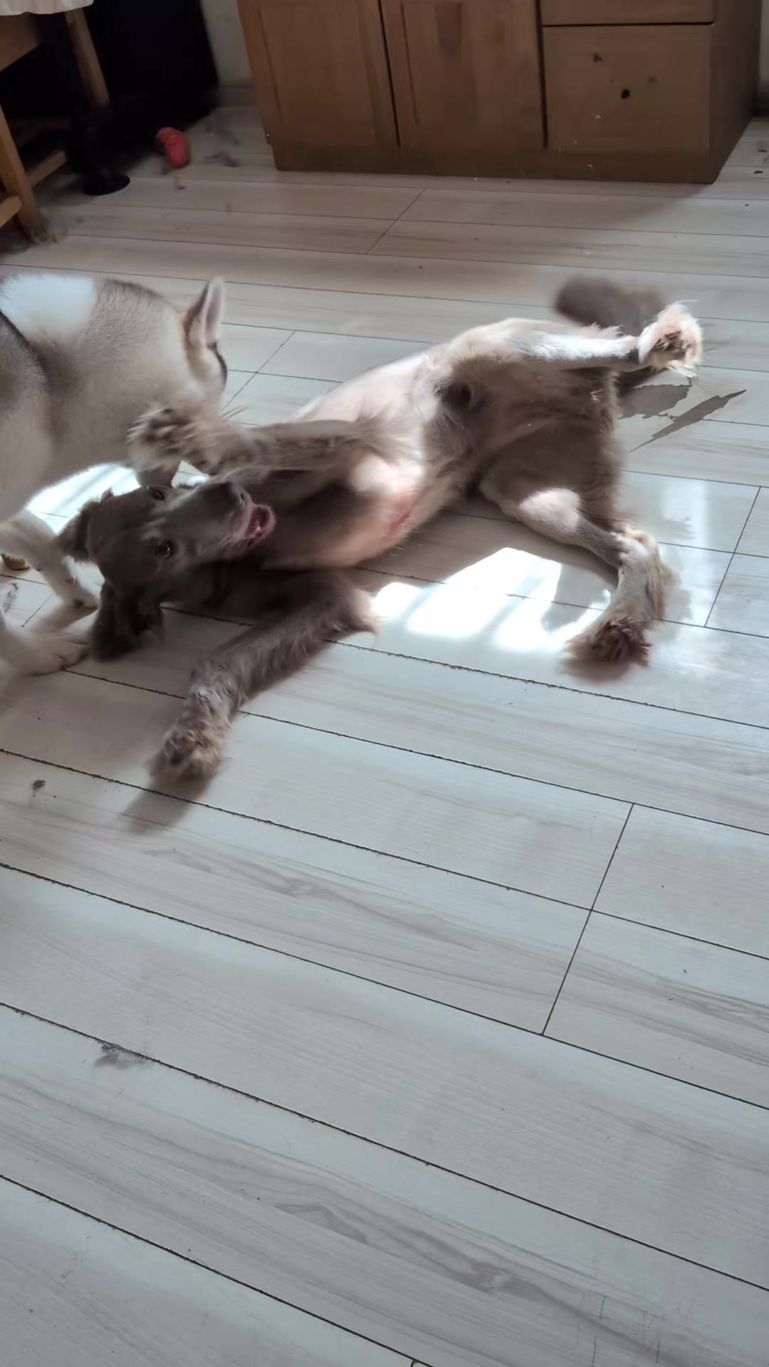 @大型犬3頭&小型老犬4頭多頭飼いの生活