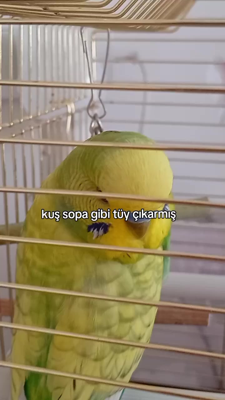 @cicikuş rıfkı🕊️