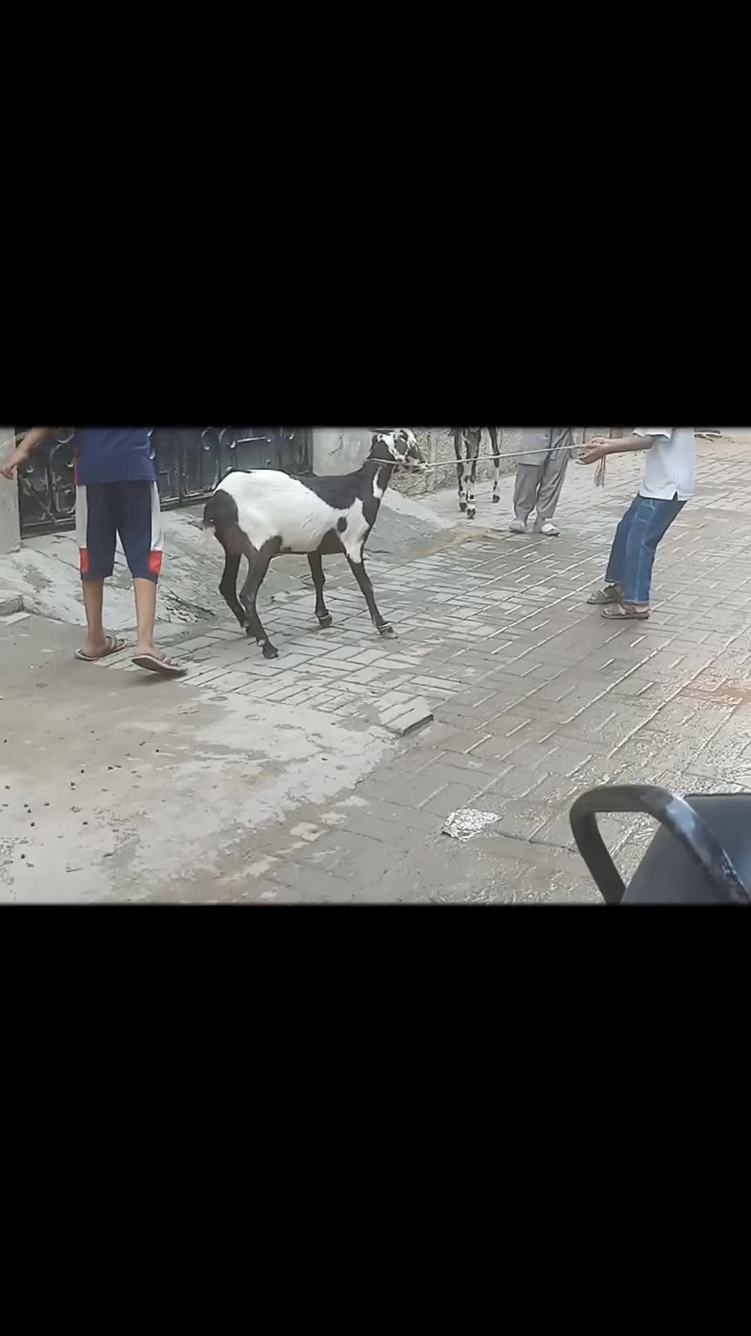 @BILAL ALI (BALI)