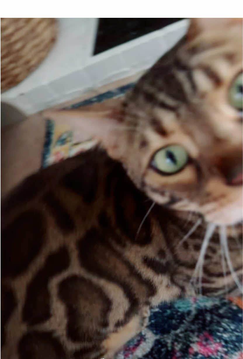 @Jasper🐆Bella🐆Safari🐆