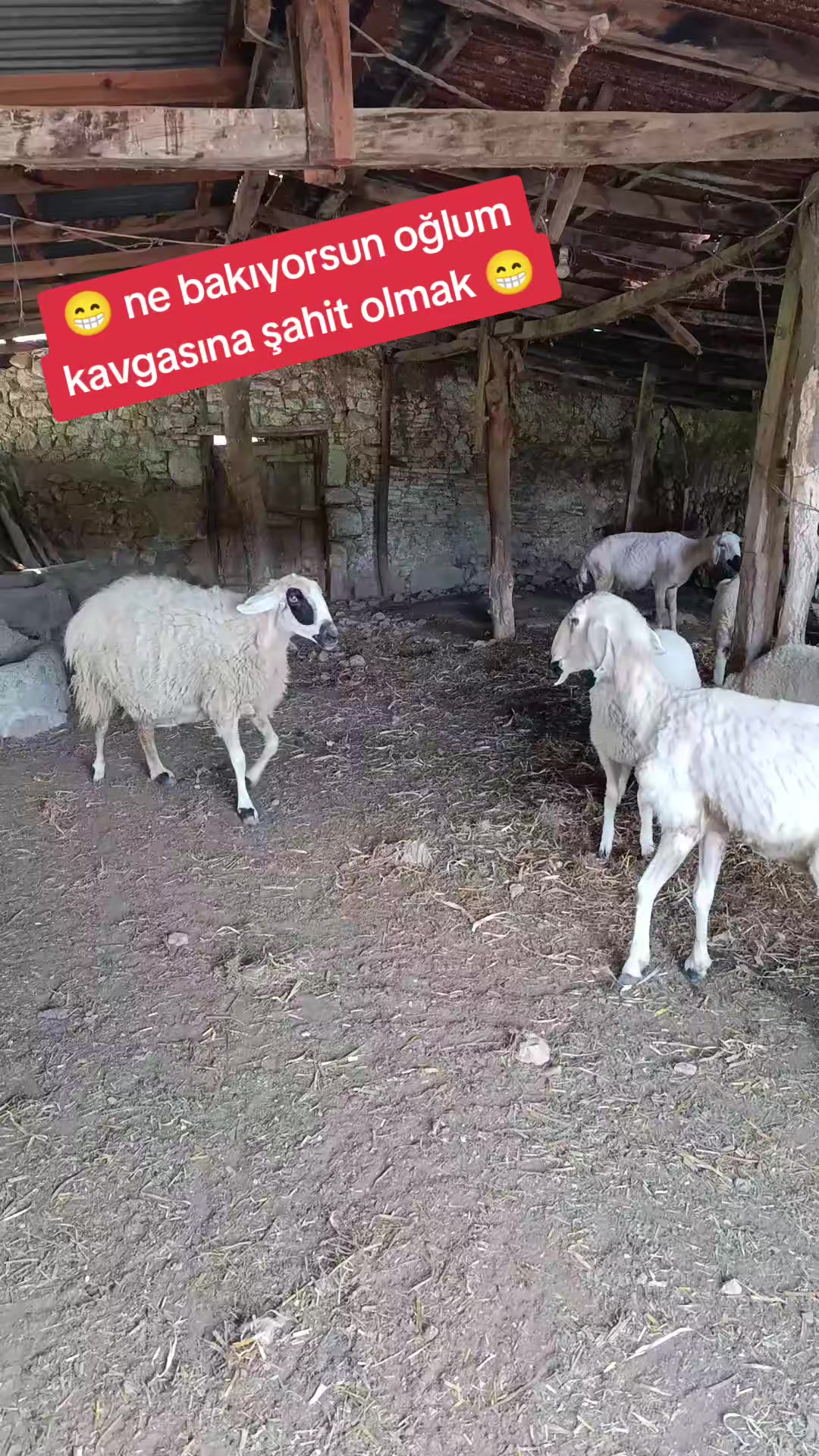 @01 gamzeli 01