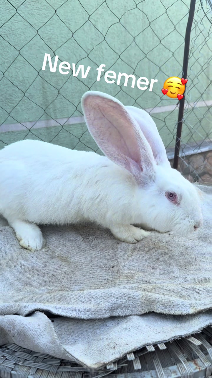 @uriasi.german
