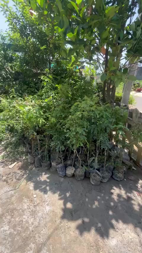 @Nhà Vườn Vũ Mai