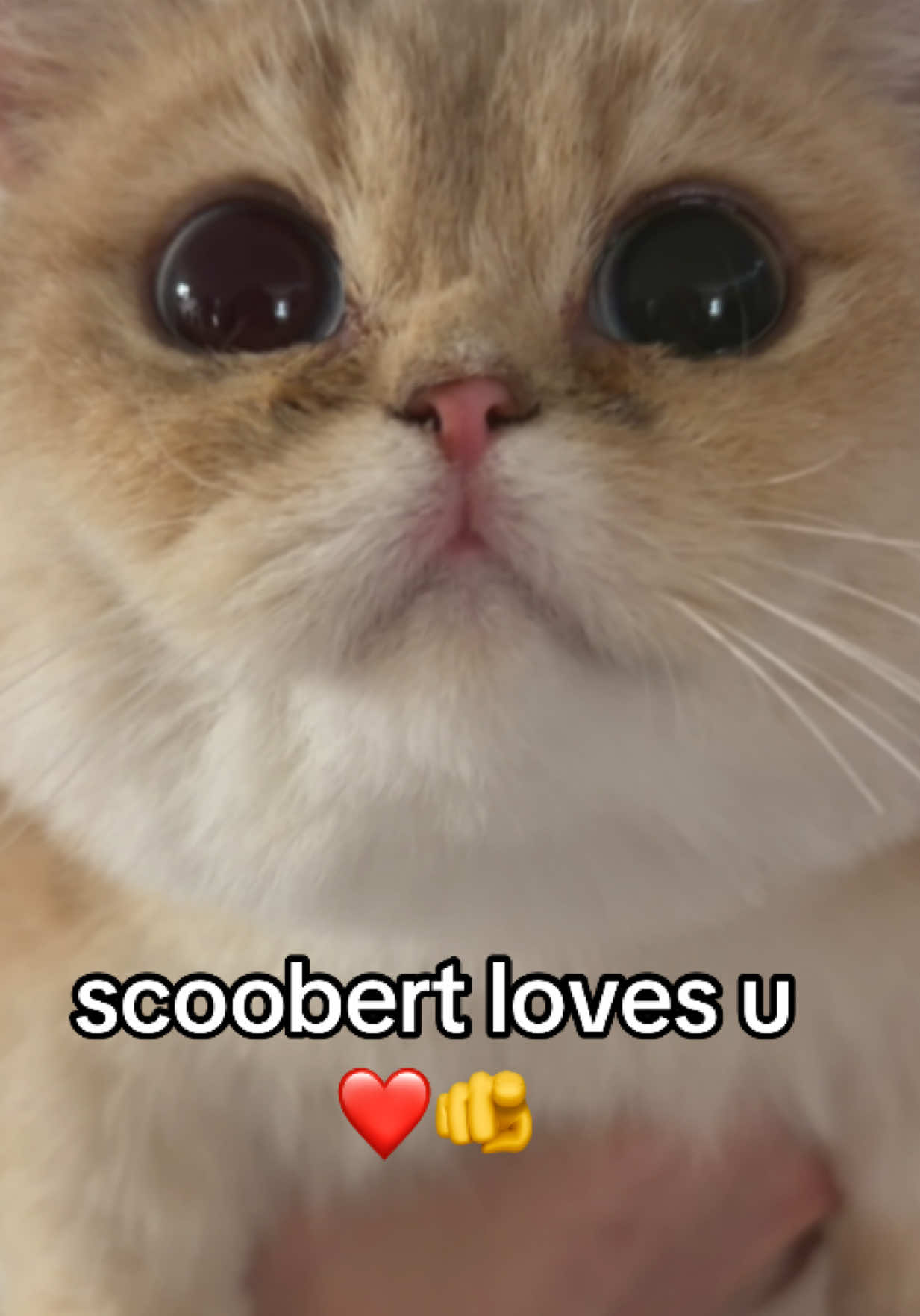 @honey butter chicken biscuit