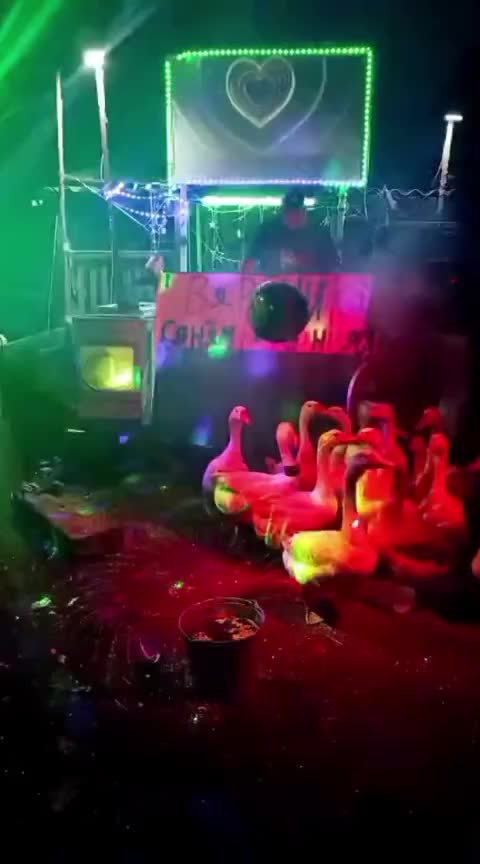 @MAŞTAĞA_QUŞCULUĞ