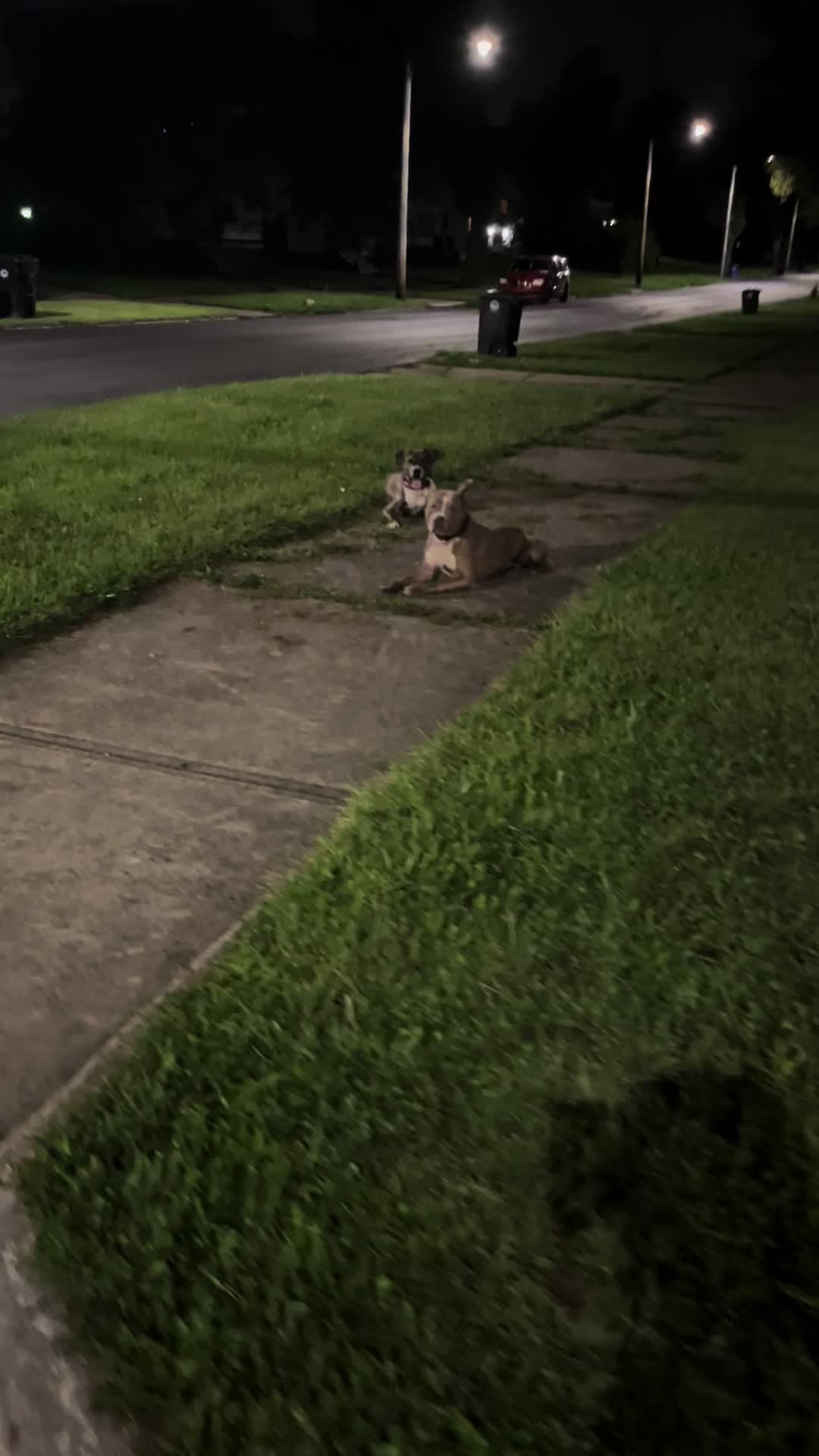 @Jay TheDog Trainer