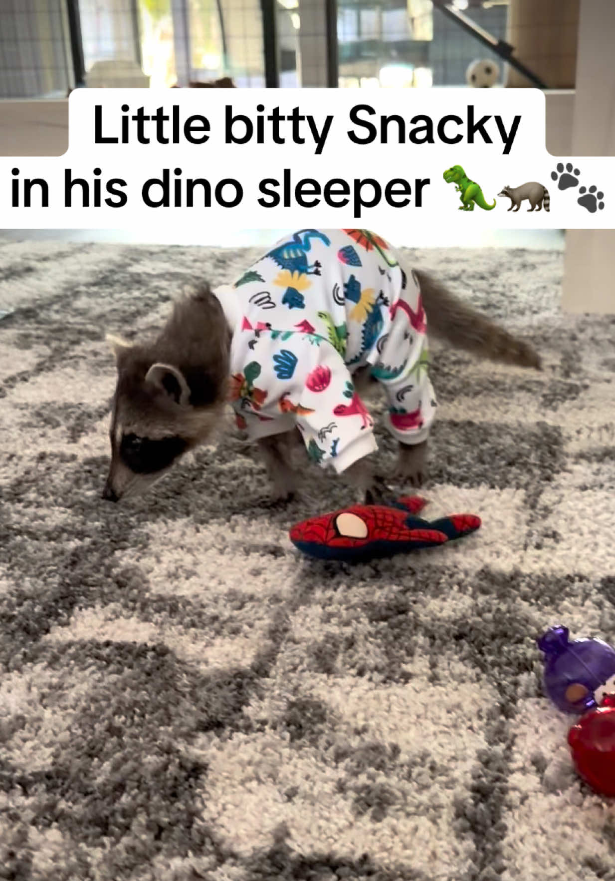 @snacky_chan_the_raccoon