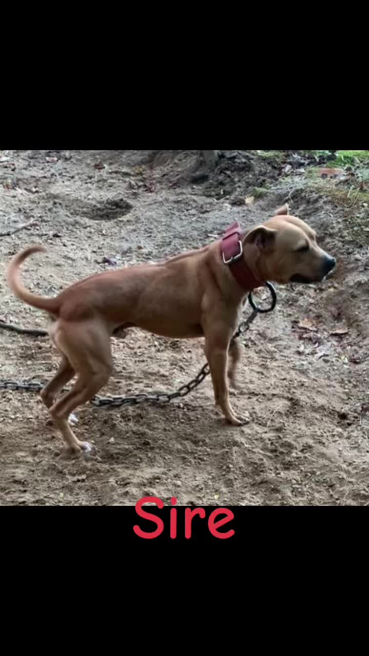 @LPKkennels