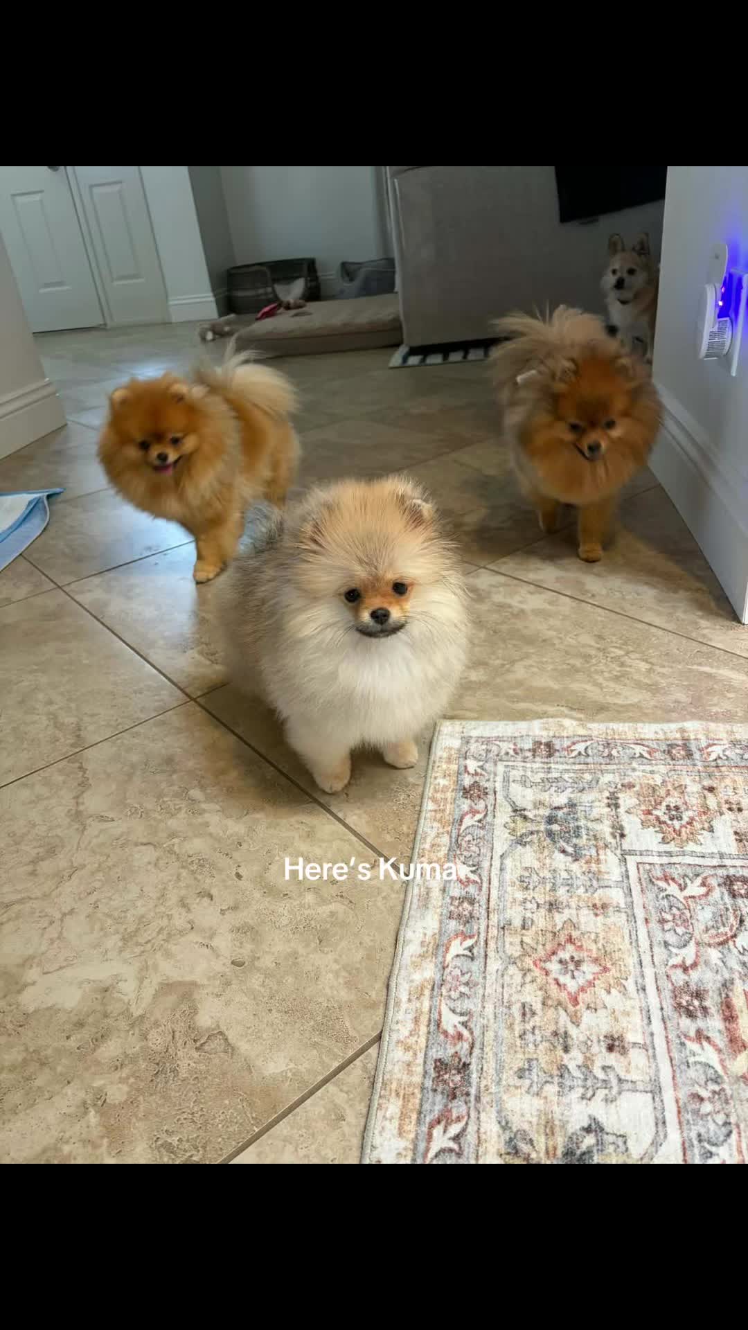 @Life of MESHKA the Pomeranian