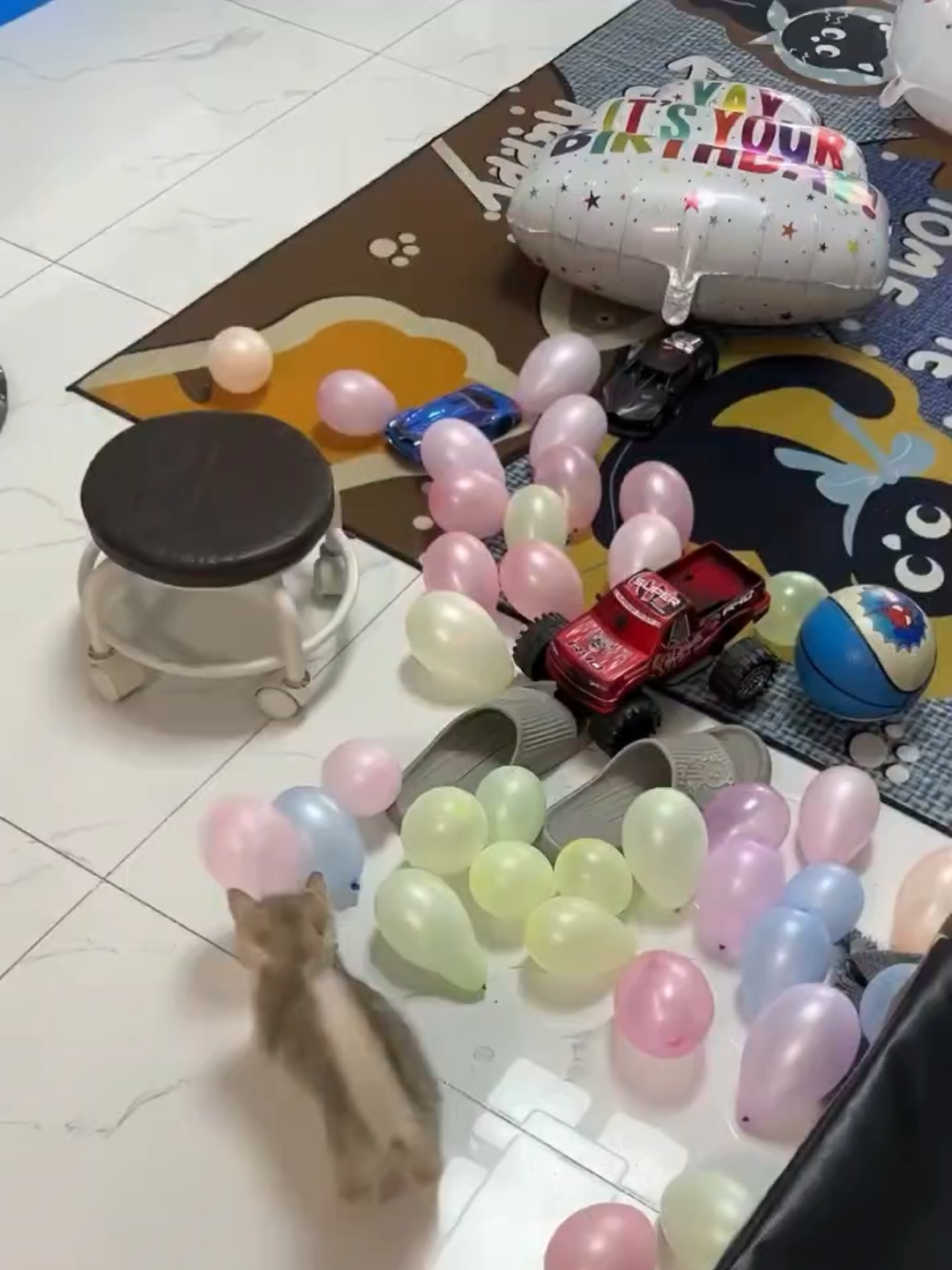 @Chonky World Of Cats