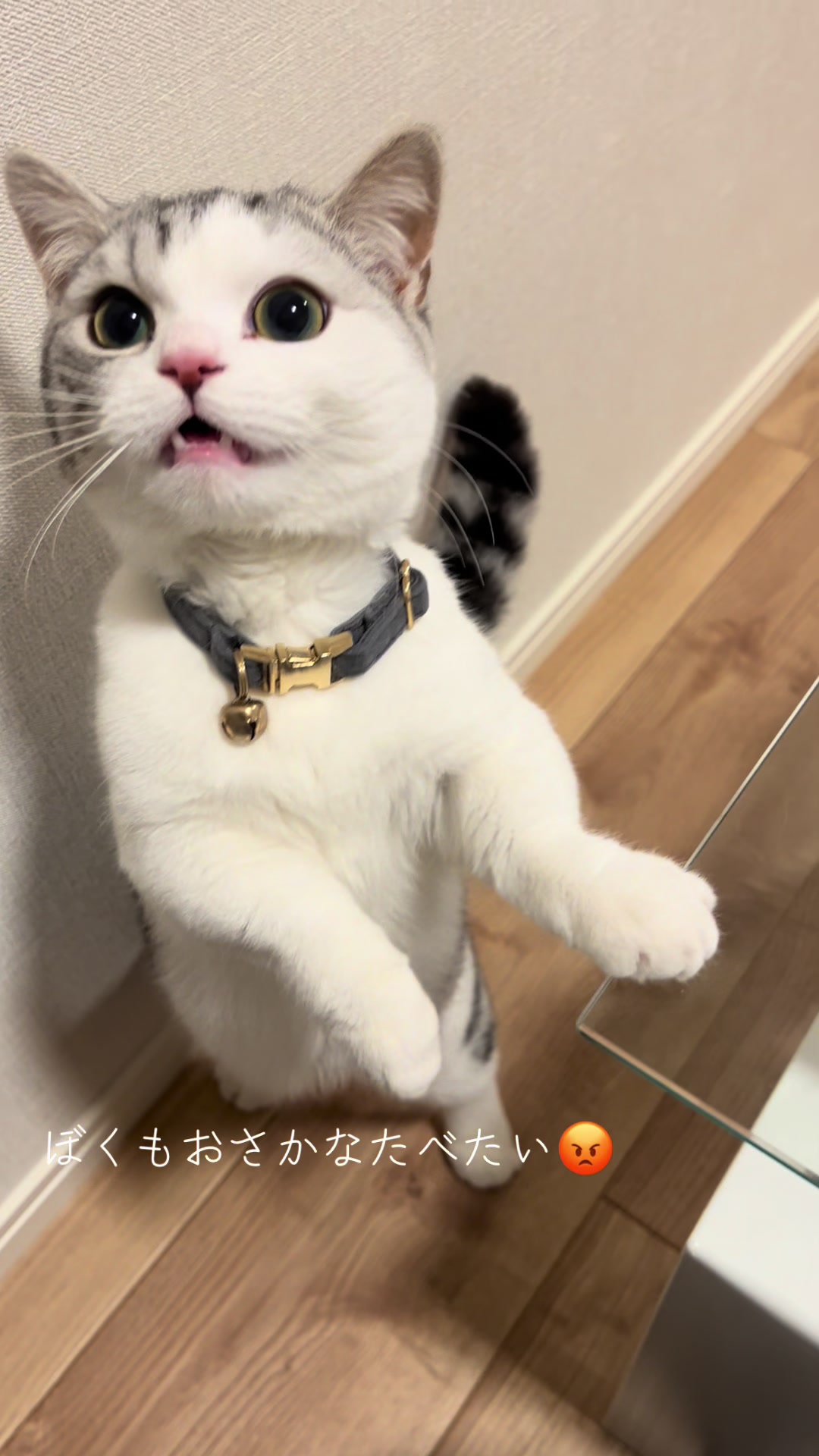 @短足マンチのえる♂