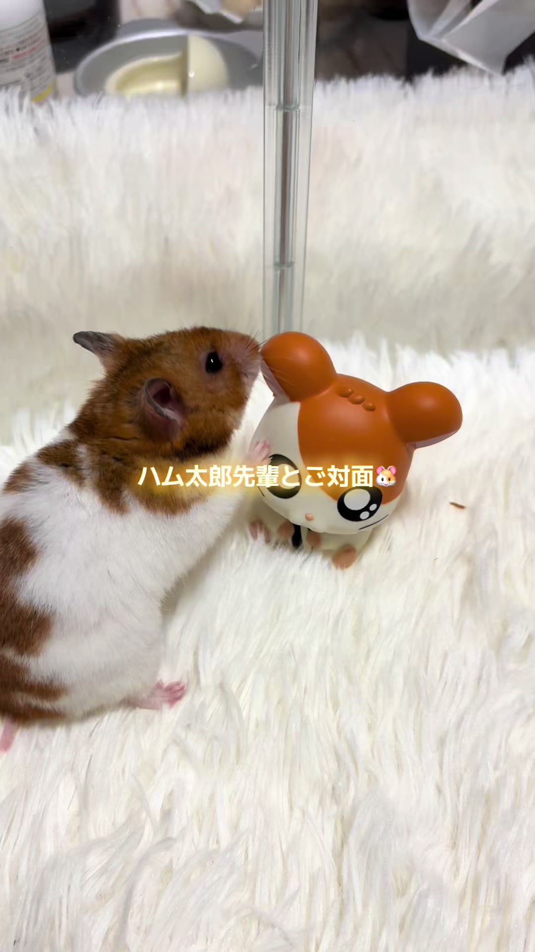 @ハム太は女の子🐹