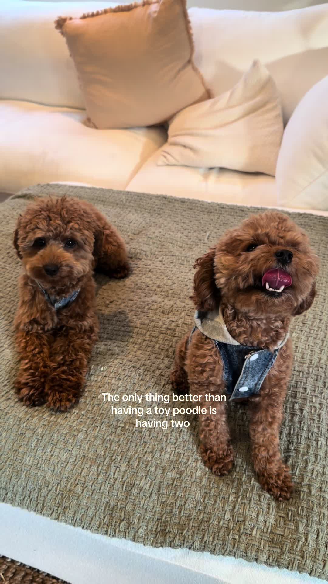 @enzoprincethepup