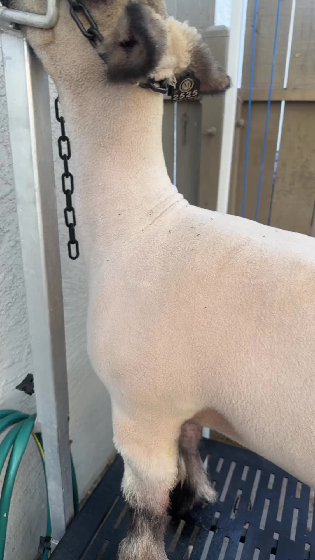 @kyleelivestock