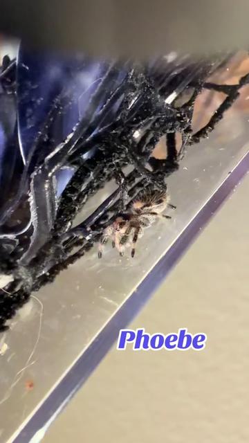 @๐ธ๐ฝ๐ชป