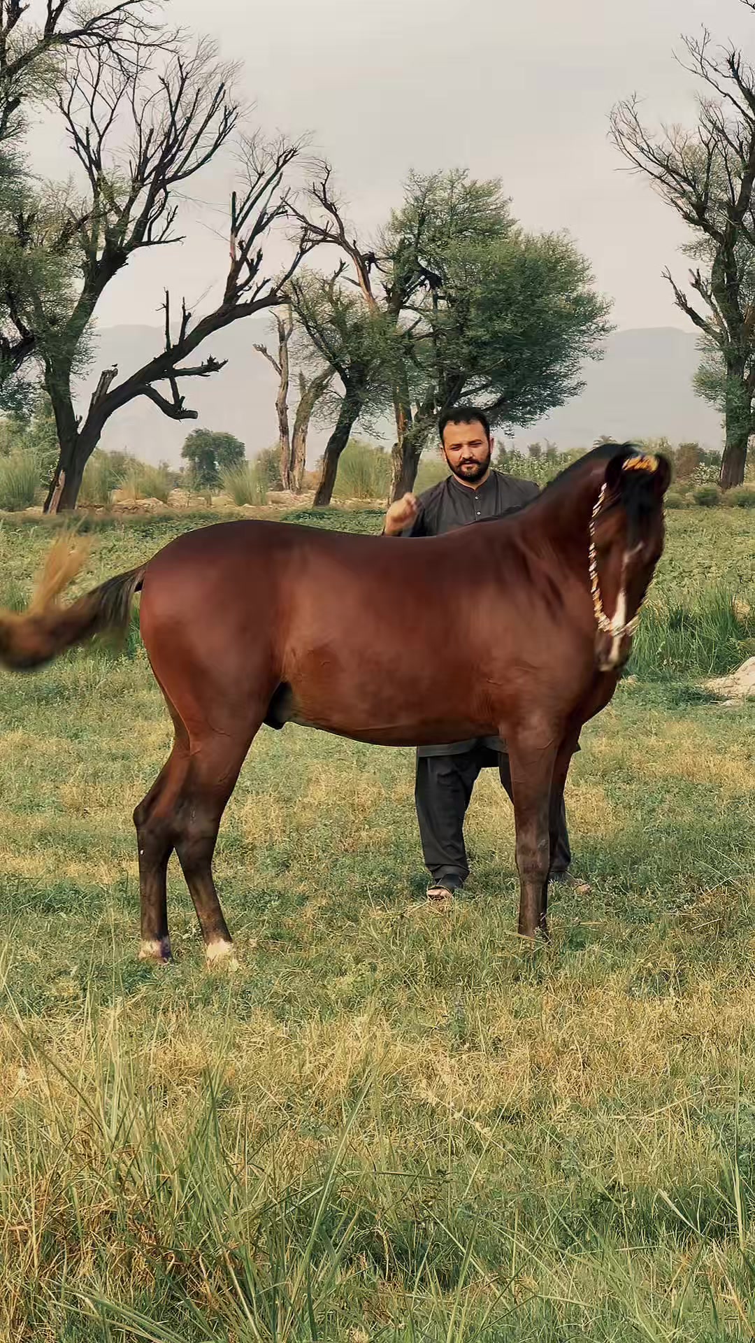 @SUNRISE STUD FARMS RAWALPINDI