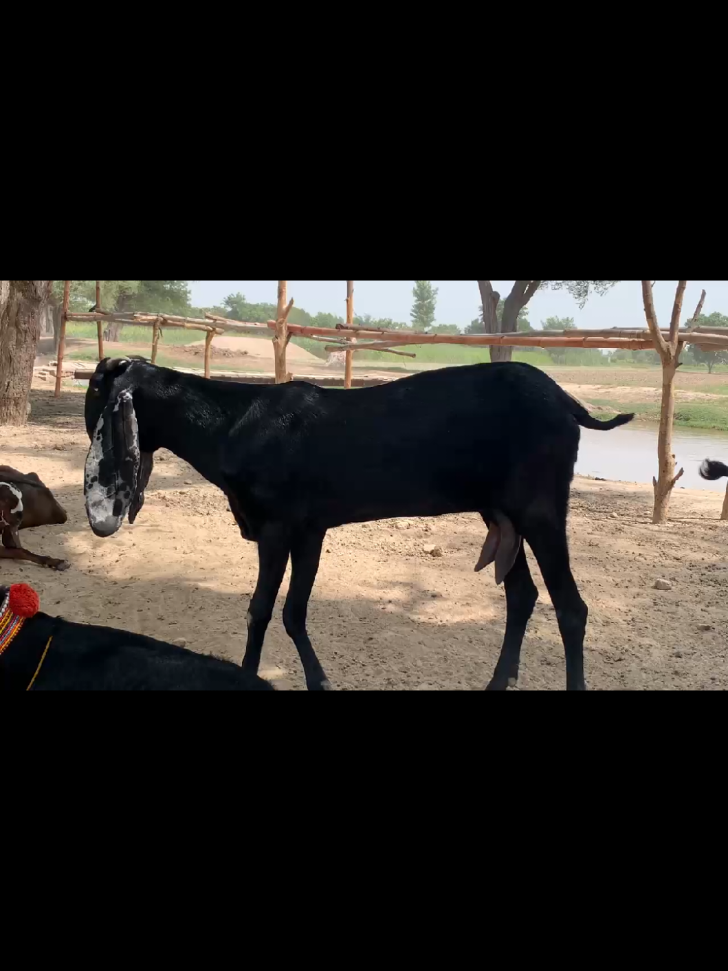@Babu Pathan Goat Farm