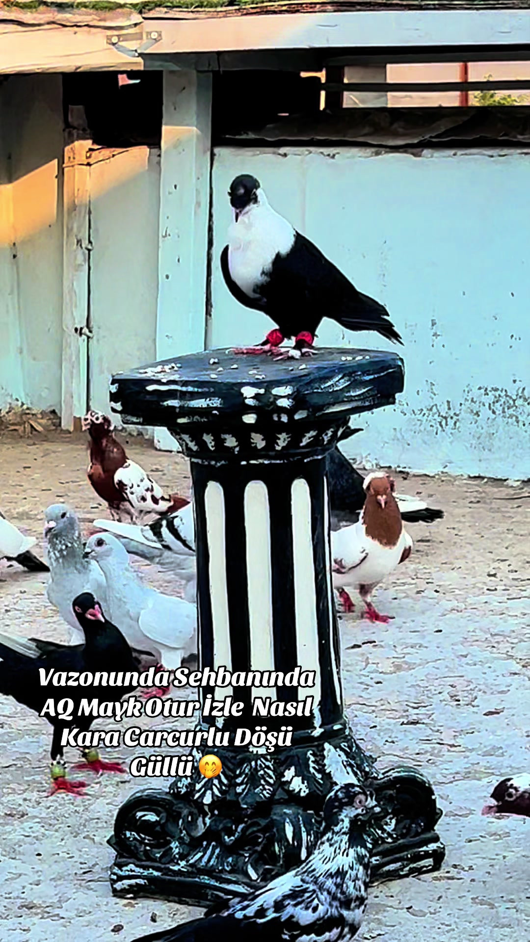 @🕊️ⓀⒶⓈⒶⓅ ⒼⓄⓀⒽⒶⓃ🕊️