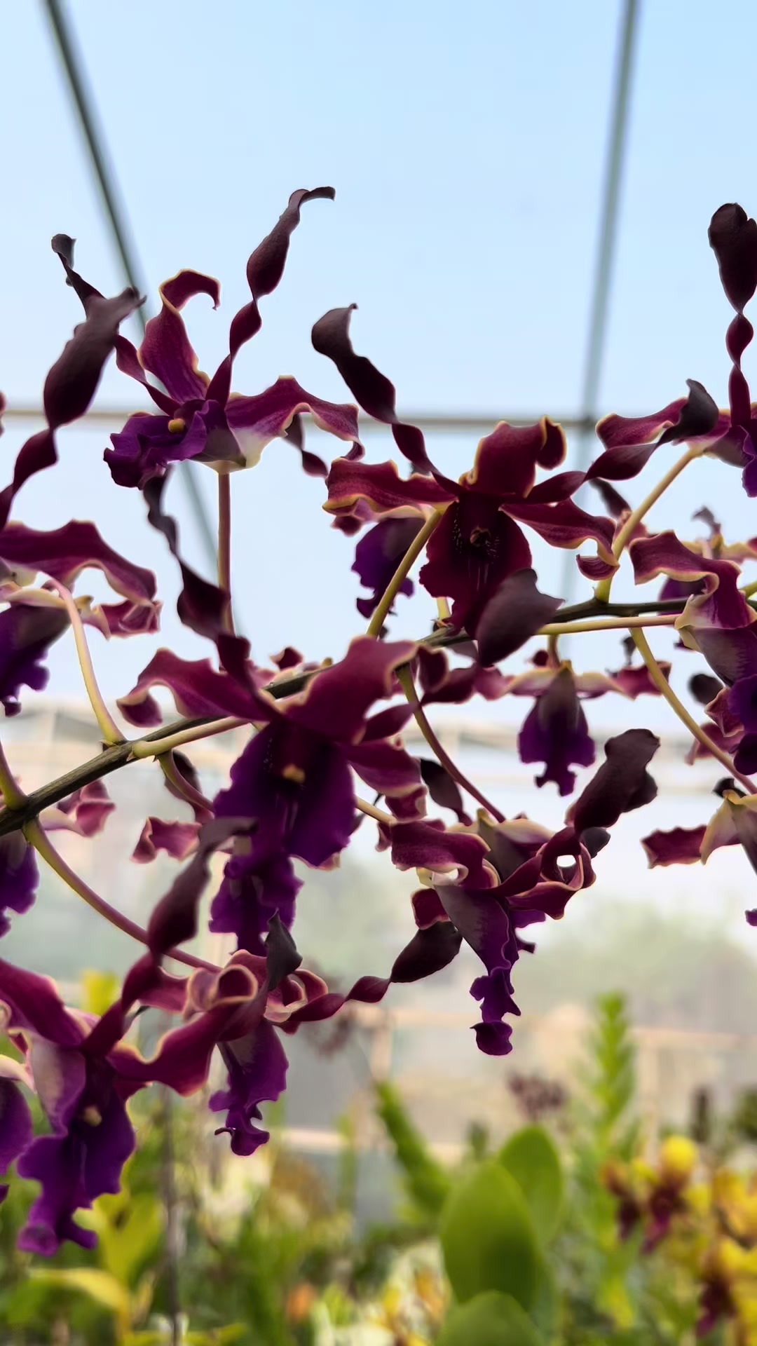@Anggina Orchid